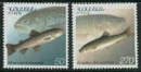 Domestic Armenian Fish 