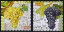 Armenian Grapes 