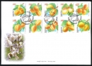Armenian Apricots, set of 10